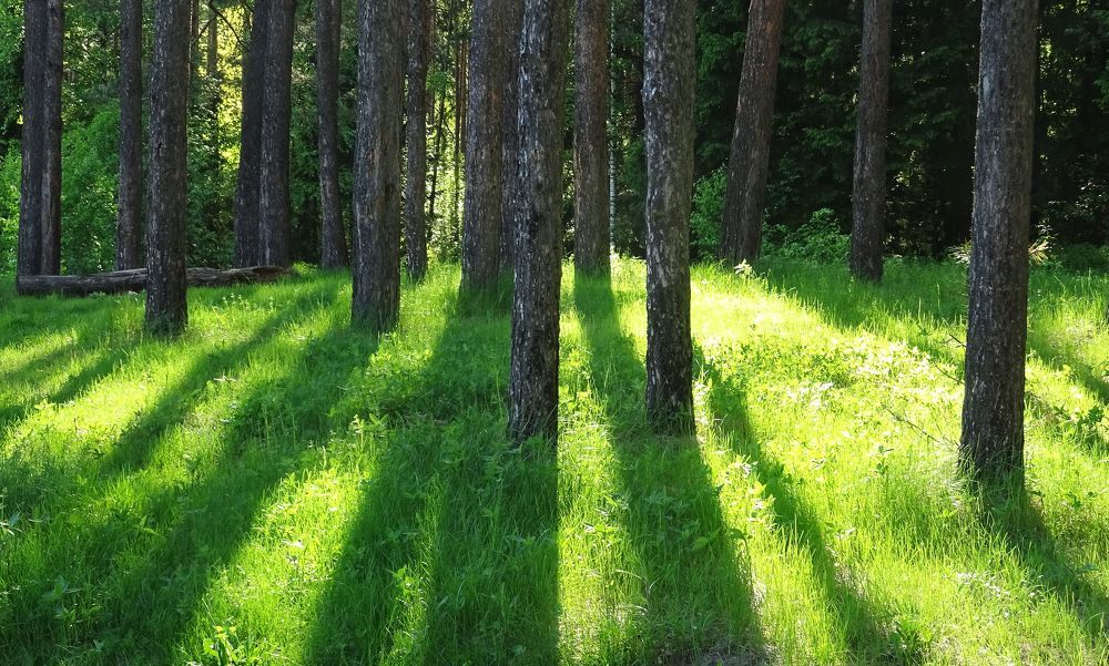 Майский лес.