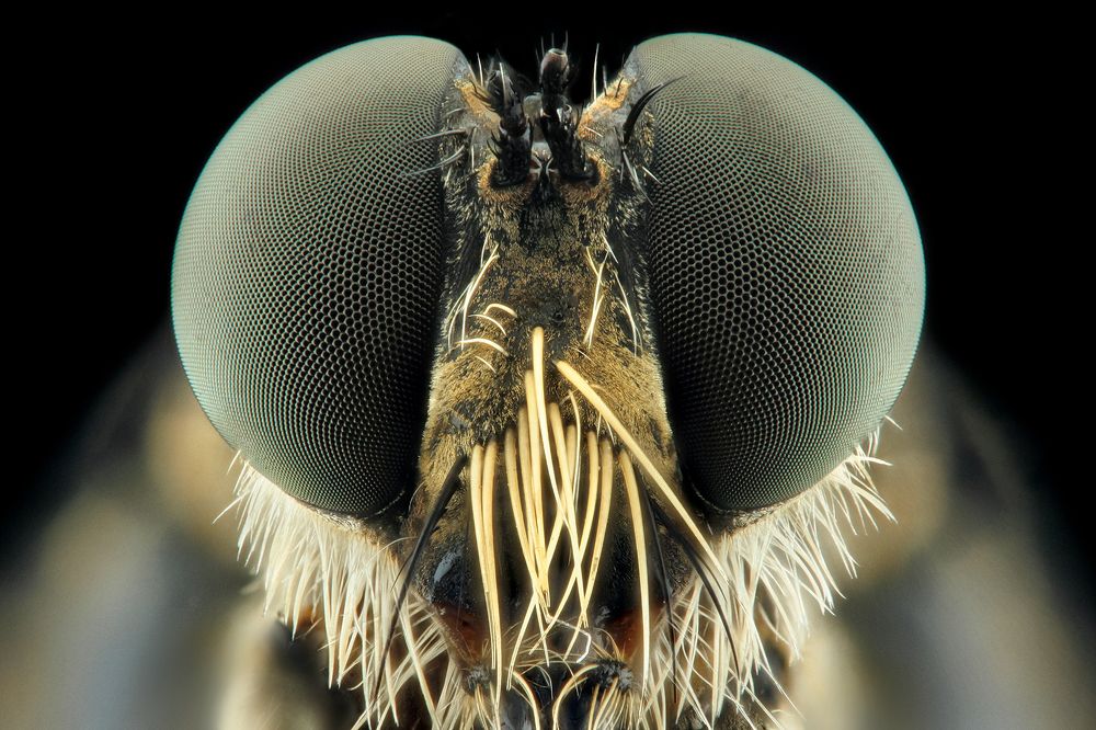 robberfly