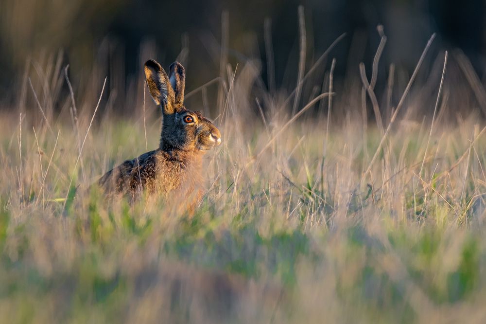 Photograph by Gatis Vilbrants