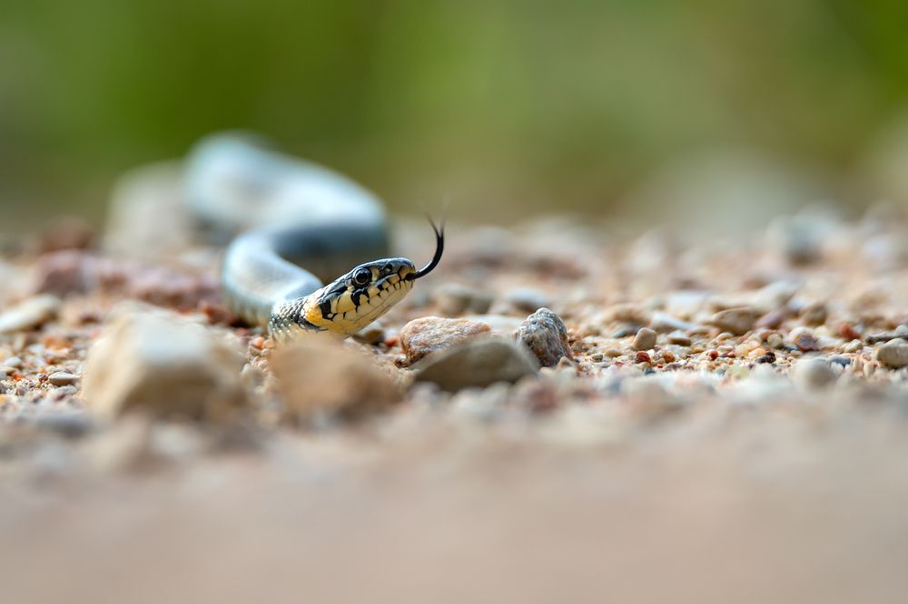 Photograph by Gatis Vilbrants