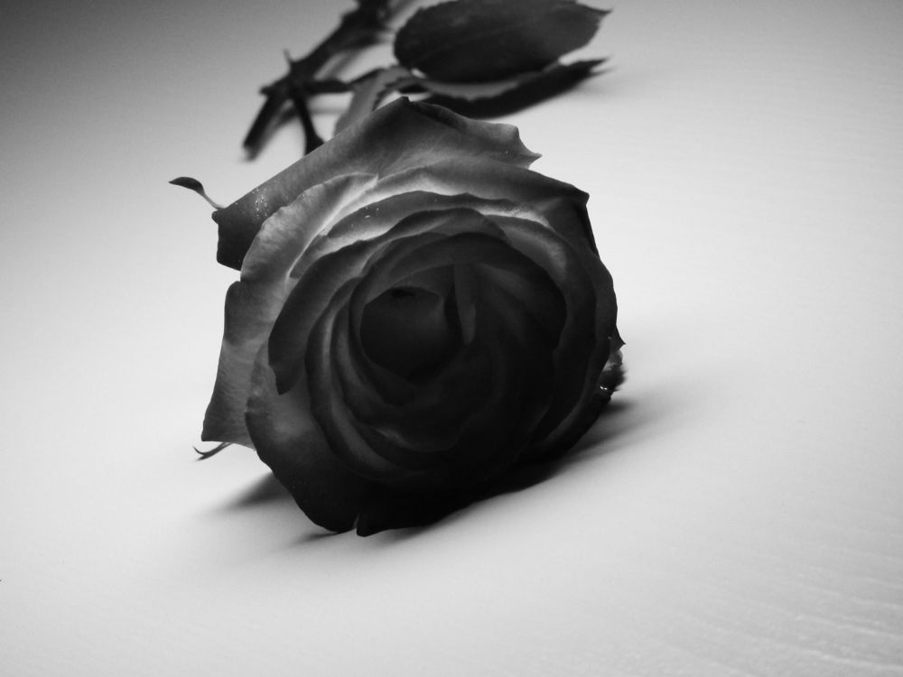 Photograph by mohaddeseh nadi