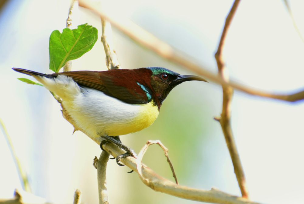 Photograph by Suyothami