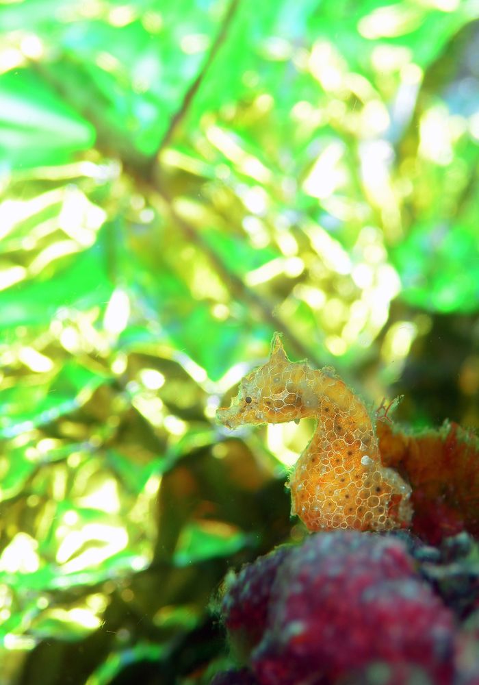 Photograph by ビンゴ ヒロコ