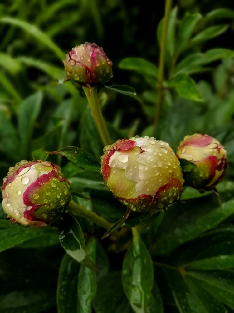 Photograph by Ольга Гаврикова