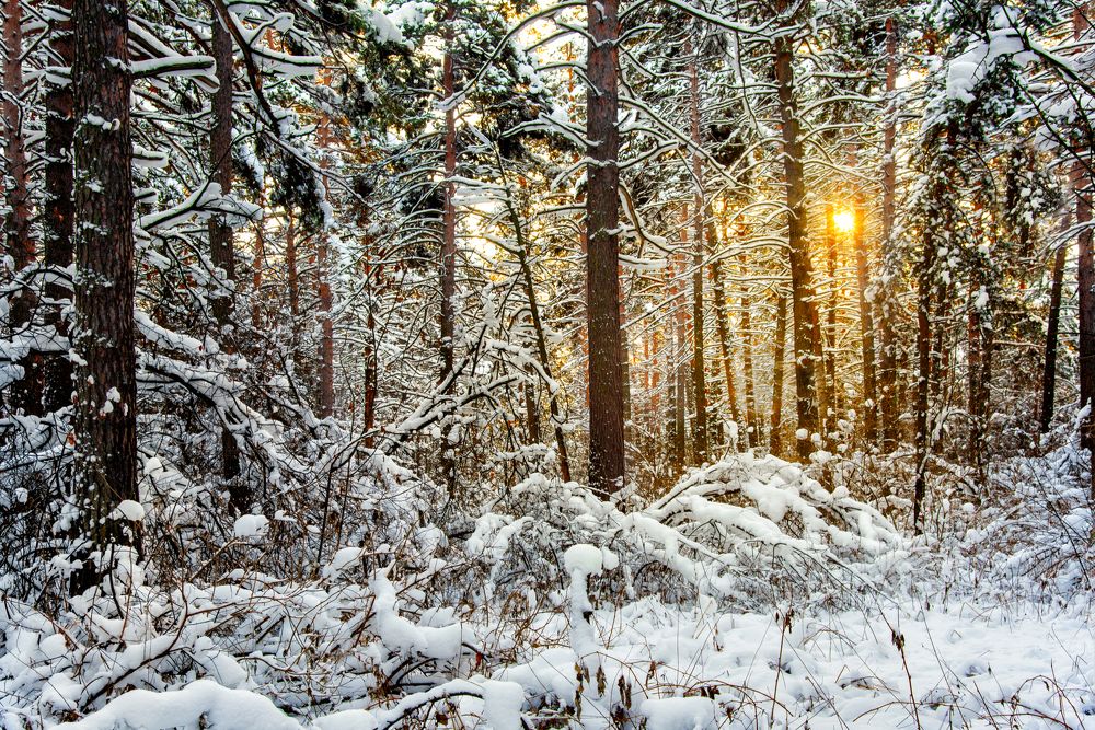 Photograph by Николай Швалюк