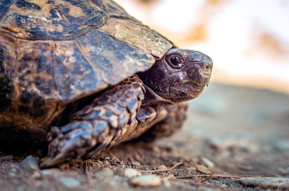 Фотография автора Пётр Чирков