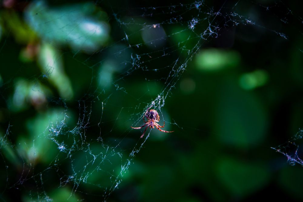 Photograph by Анна