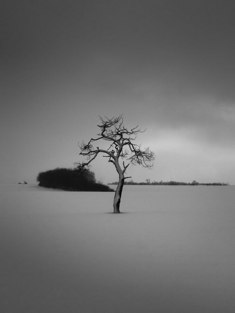 lonely tree in the snow