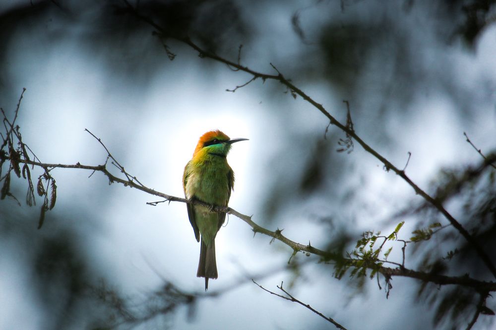 Photograph by joy mondal