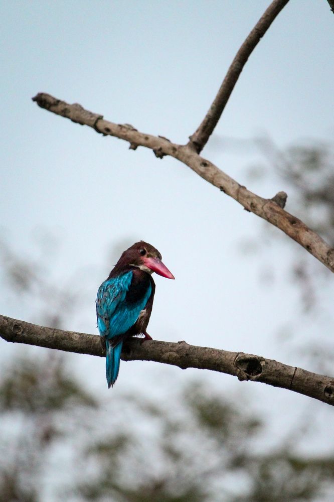 Photograph by joy mondal