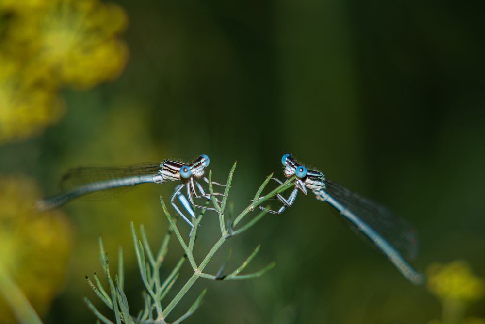 Photograph by Ариадна Подмогильная