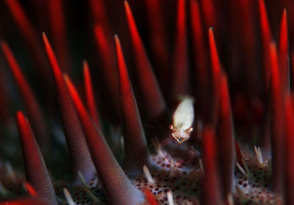 Photograph by ビンゴ ヒロコ