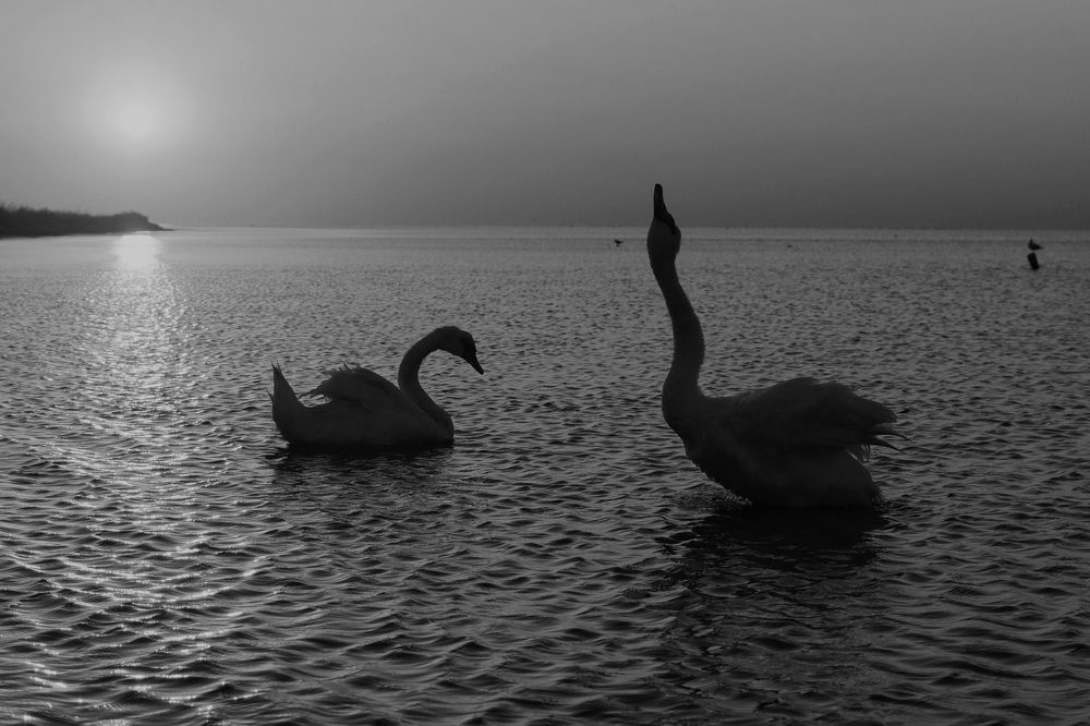 Swans at dawn