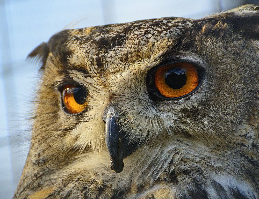 Фотография автора Анатолий Зверев