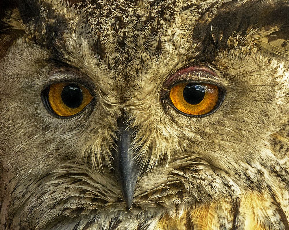 Фотография автора Анатолий Зверев