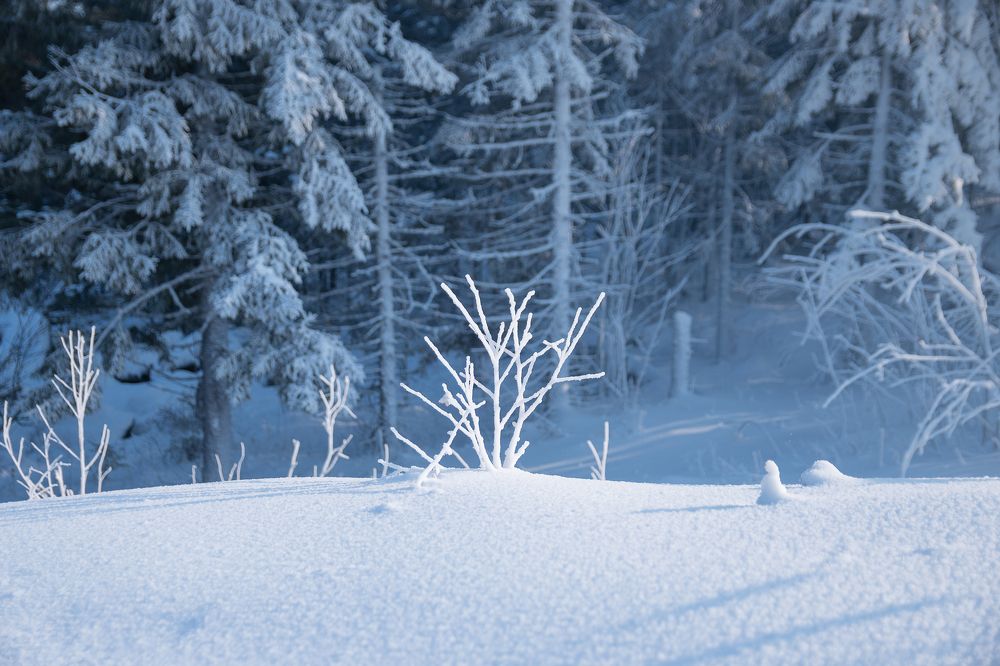 Photograph by Светлана Пономаренко