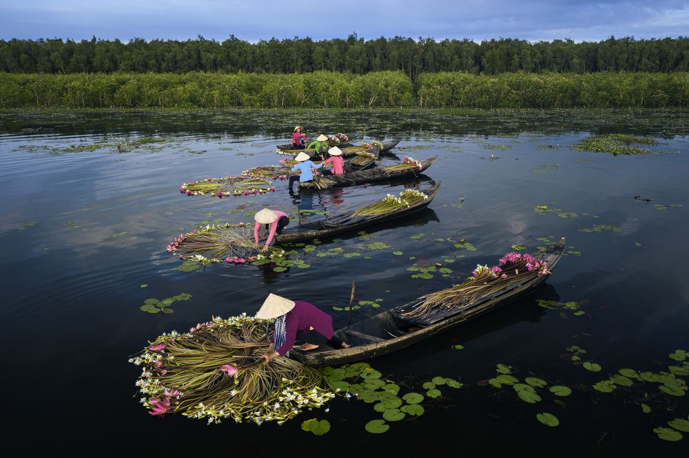 Harvest water lilies
