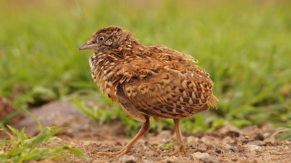 Small Button Quail