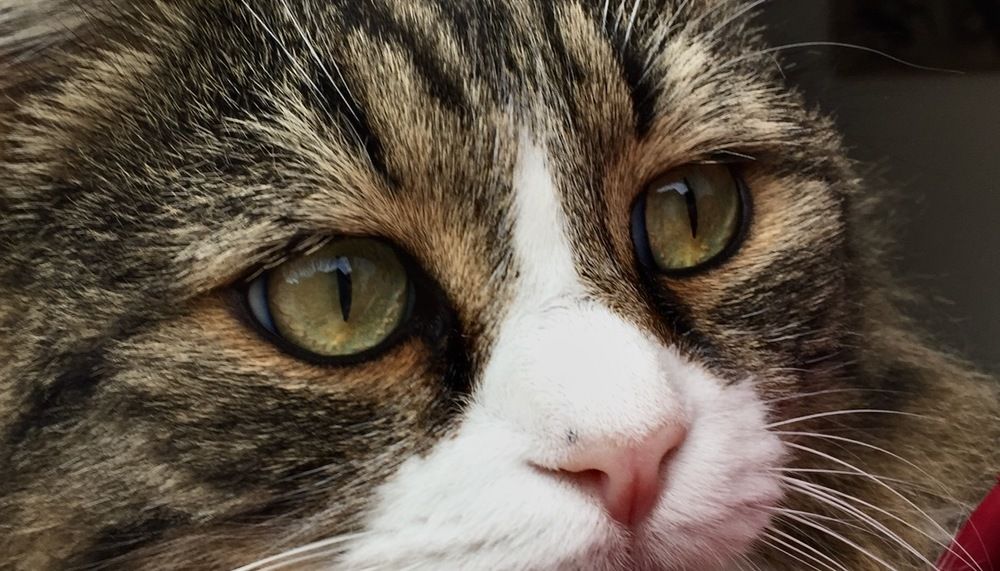 Photograph by Ahmet Aka