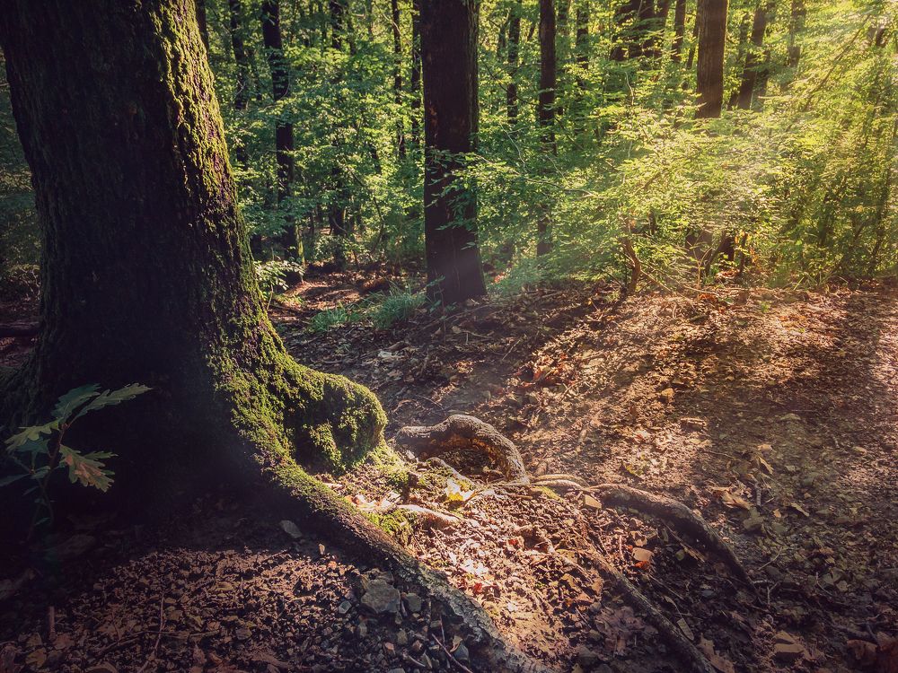 Photograph by Виталий Шкадинов