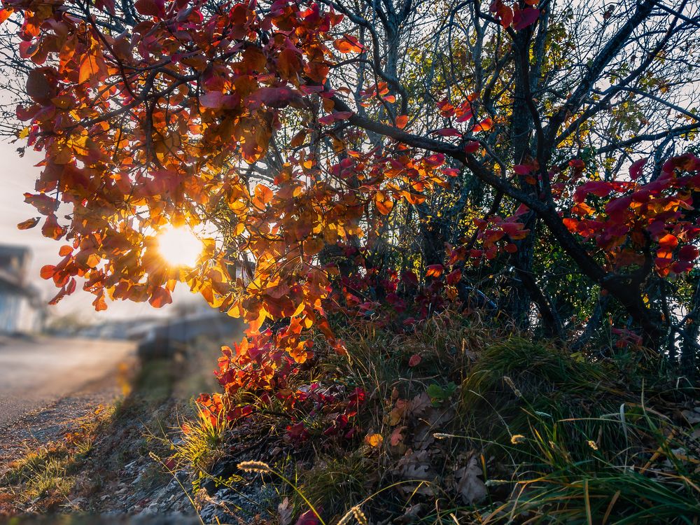 Photograph by Виталий Шкадинов