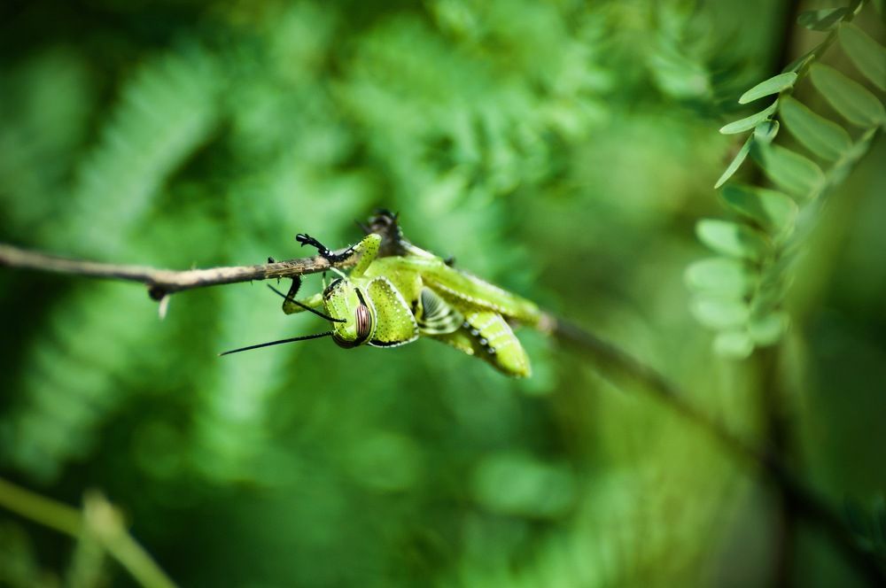 insecto