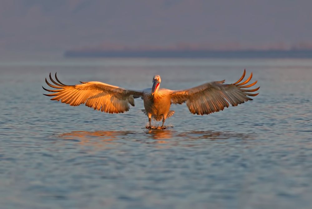 Dalmatian pelican landing
