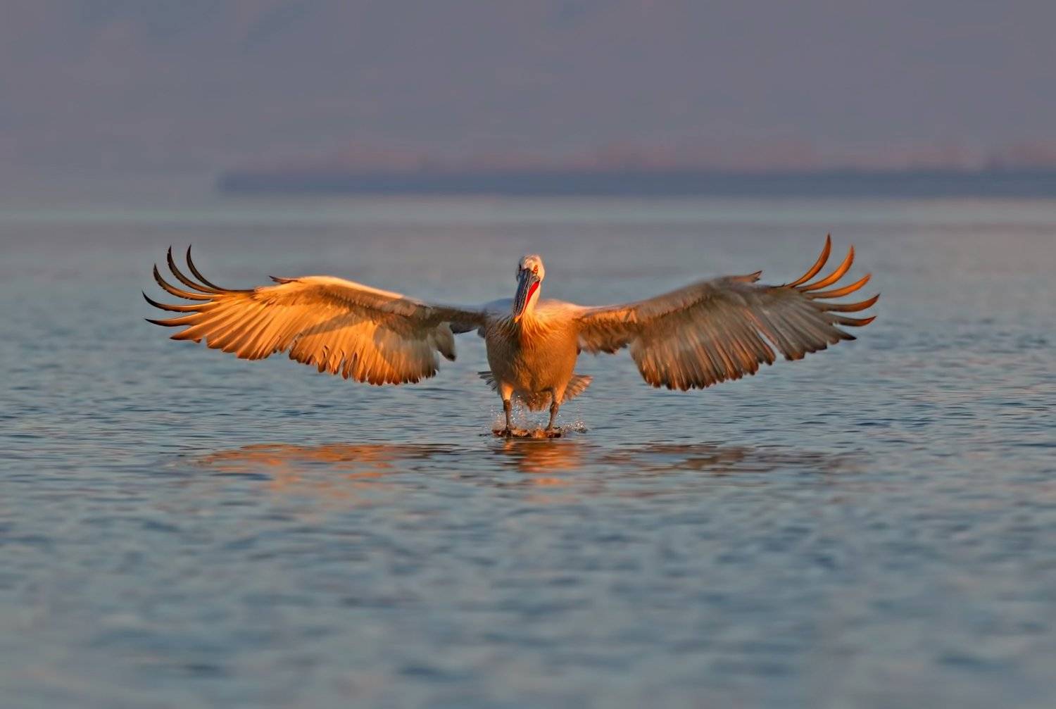 Dalmatian pelican landing