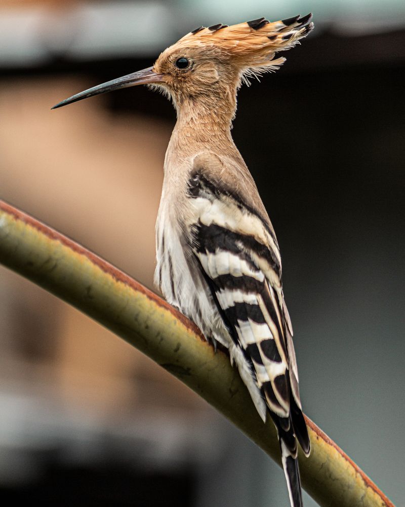 Photograph by Владимир Трубачёв