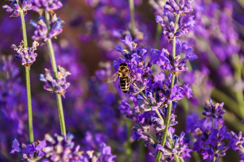 The pretty bee in a lavender field.