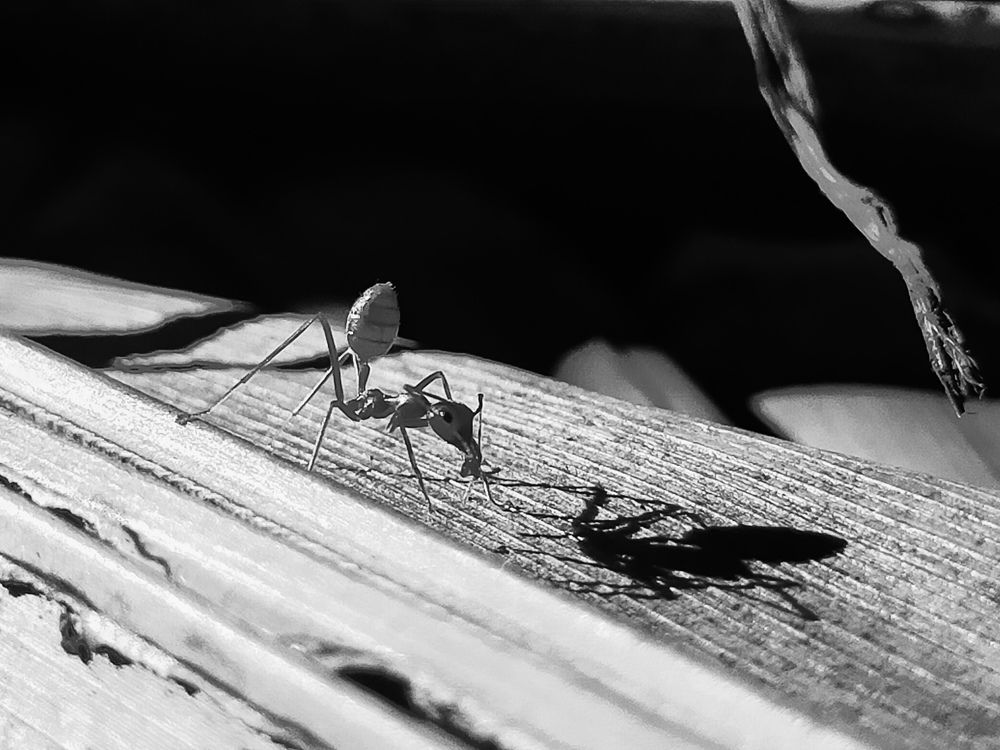 Ant shadow