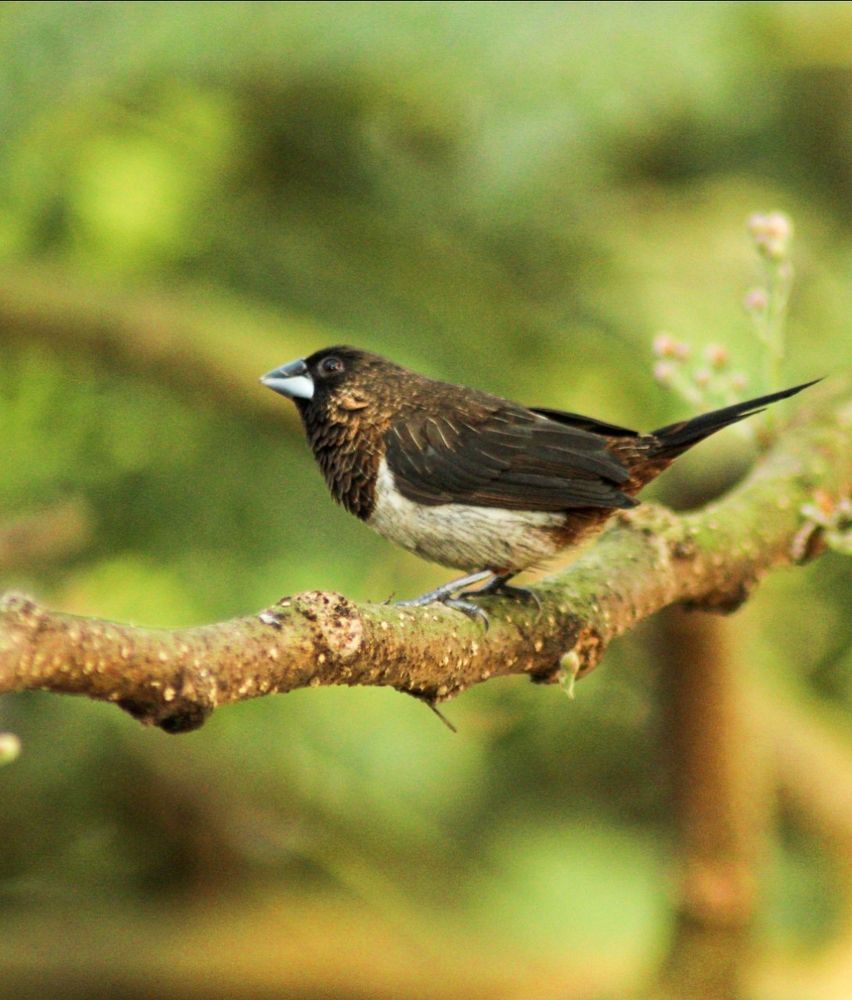 Photograph by Dipayan Chakraborty