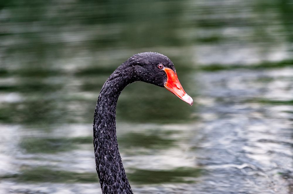 Портрет Лебедя