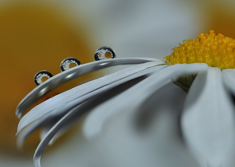 Photograph by Sokolova Tatiana