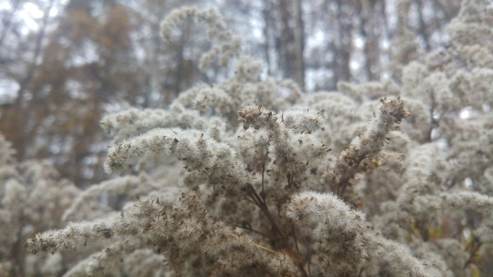 Dried flowers