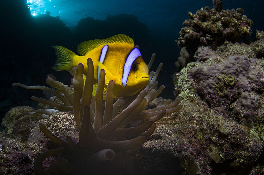 Photograph by Оксана Каменская