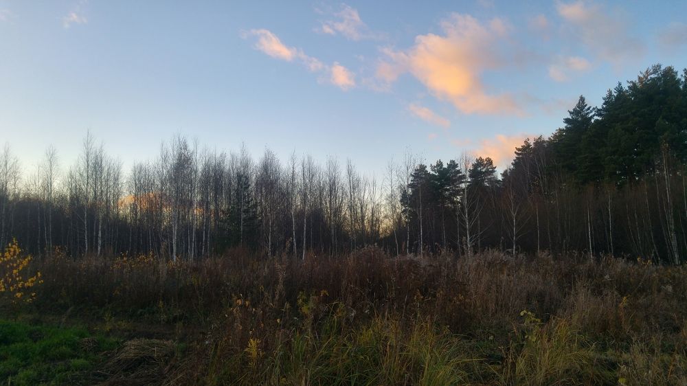 Forest