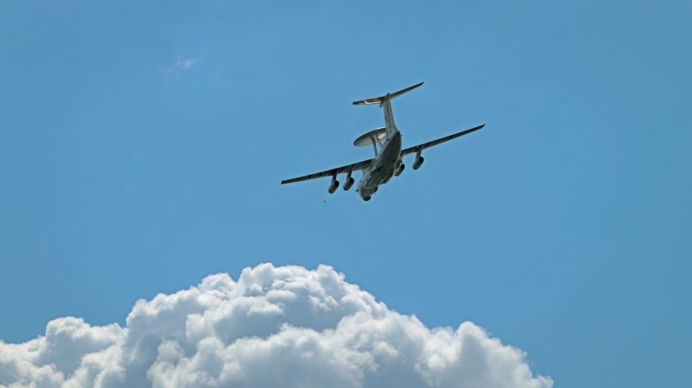 Смелая птица.