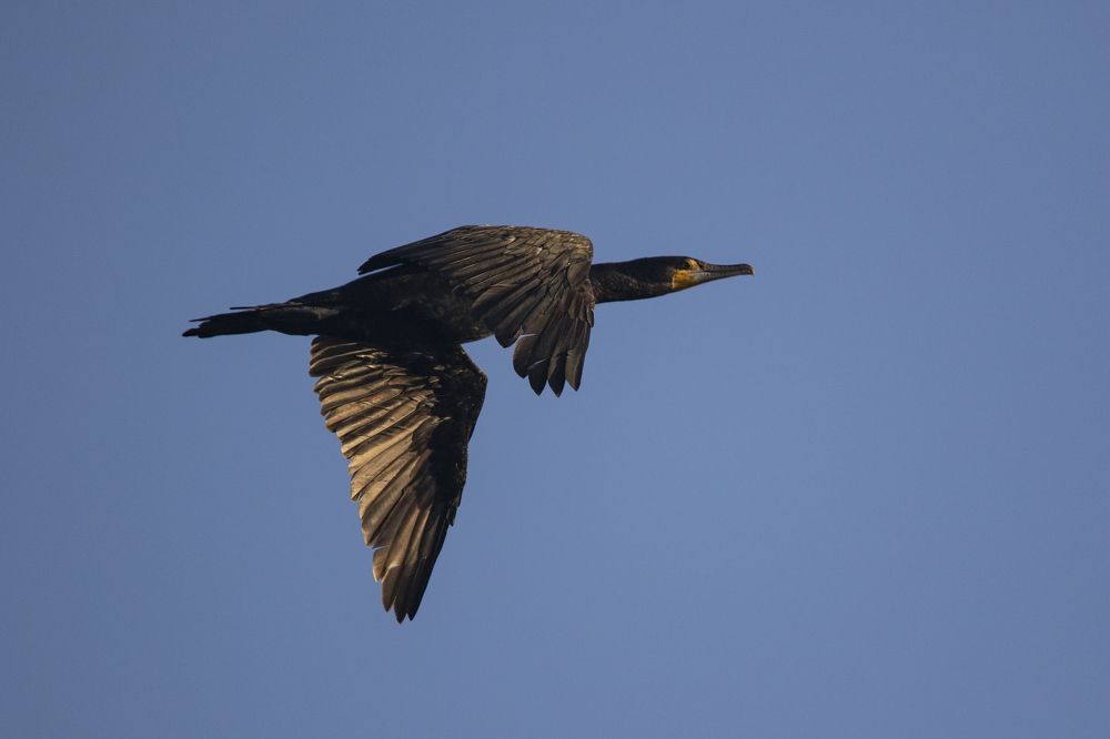 Большой баклан