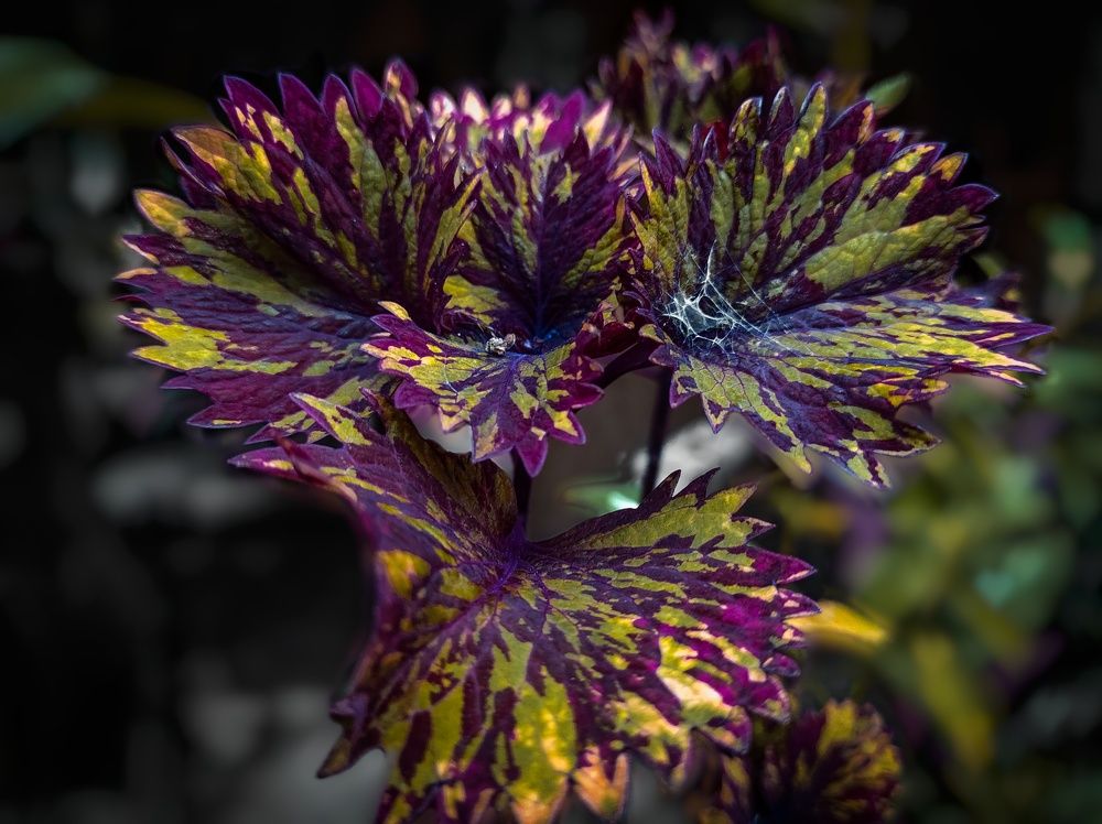 Coleus plant