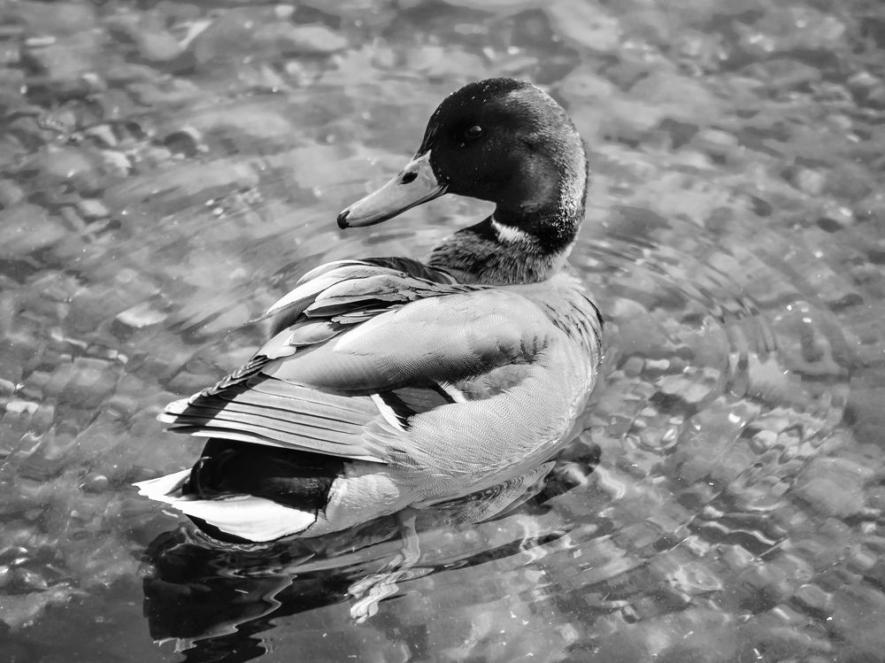 Photograph by Андрей Кочергин