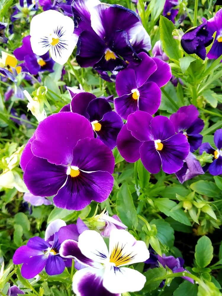 Purple eyes
