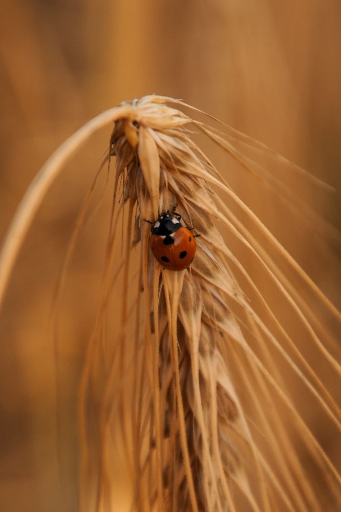 Фотография автора Екатерина Ефанова