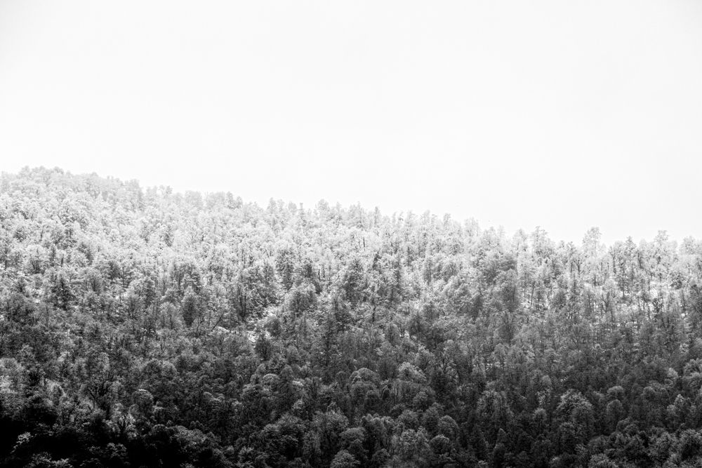 The peak of the forest