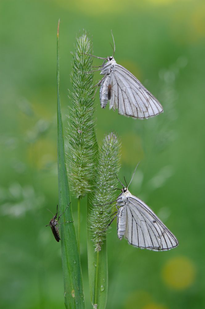 Дамы приглашают кавалеров.