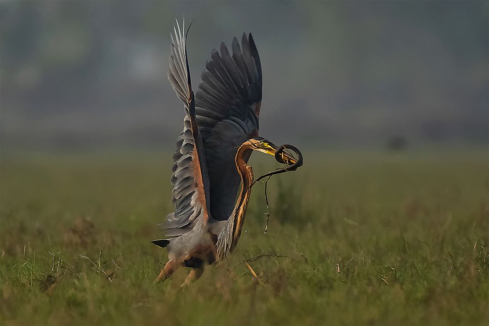 Photograph by prabir kumar das