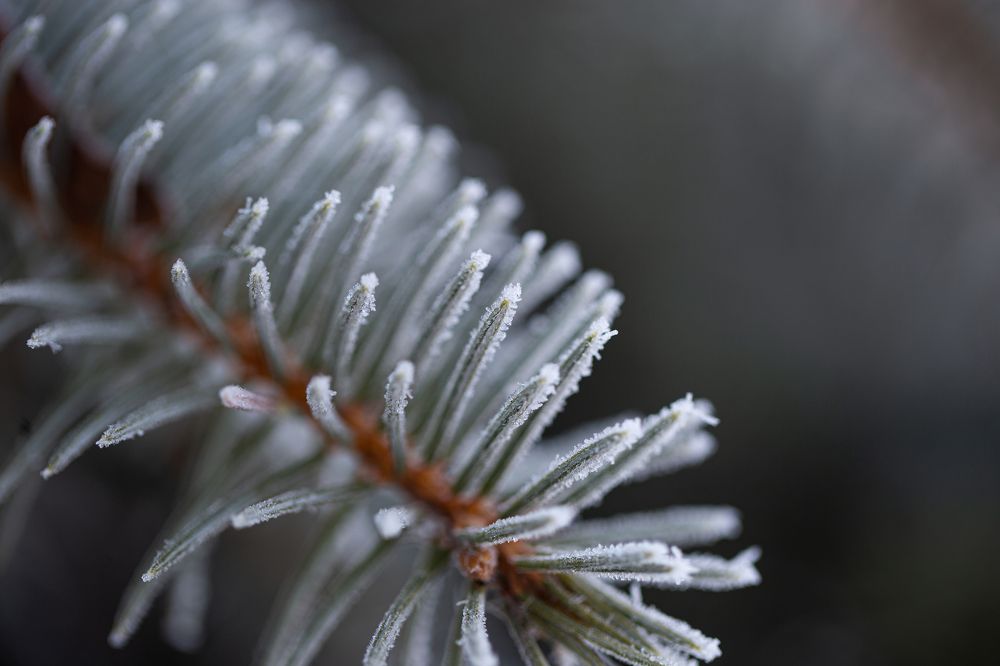 Photograph by Ирина Команова