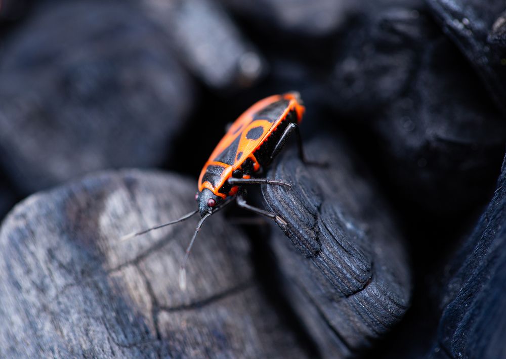 Photograph by Ирина Команова