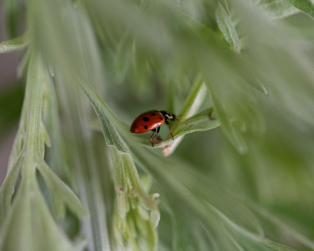 Photograph by Ирина Команова