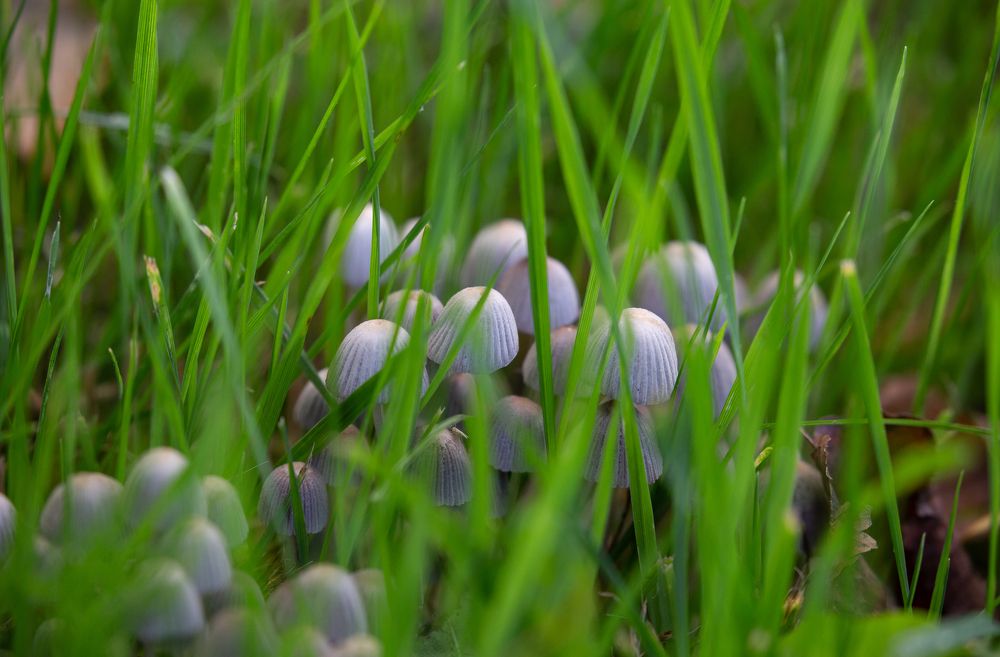 Photograph by Ирина Команова